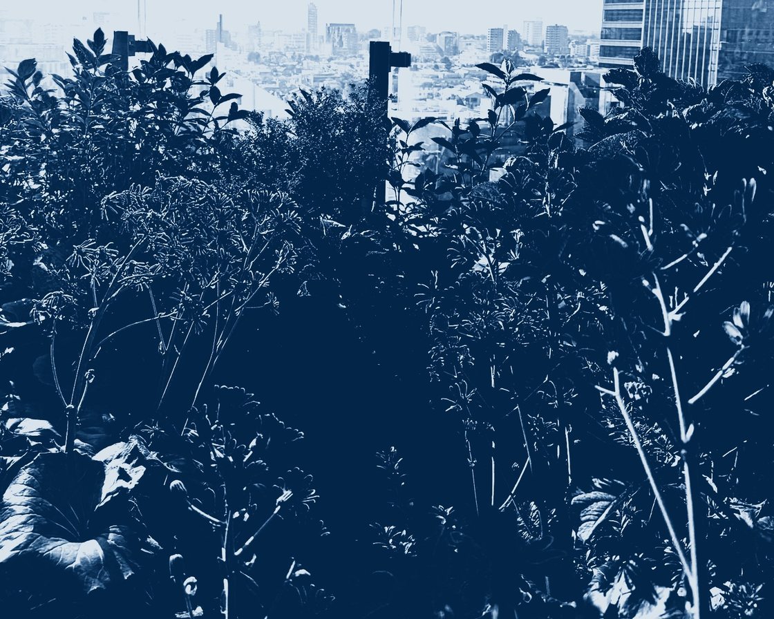 The same frame as a cyanotype: the yellow flowers have gone almost black while the sky has burned out to bare paper.