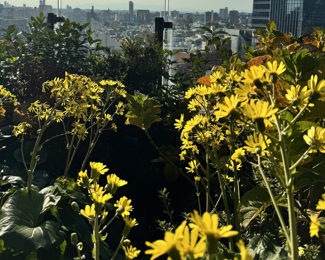 Yellow flowers in front of a city skyline under a clear blue sky, as the phone photographed it.