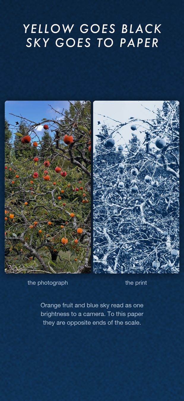 A photograph beside its cyanotype, showing yellow going black and sky going to paper.