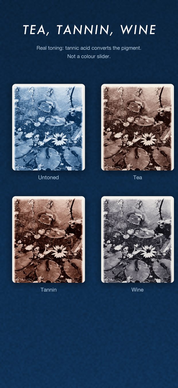 One water lily print shown untoned and then toned with tea, tannin and wine.