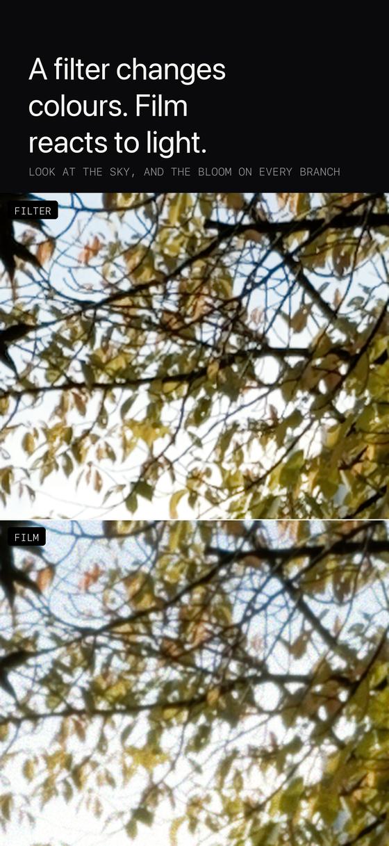 Una comparación entre filtro y película de hojas a contraluz, ampliada.